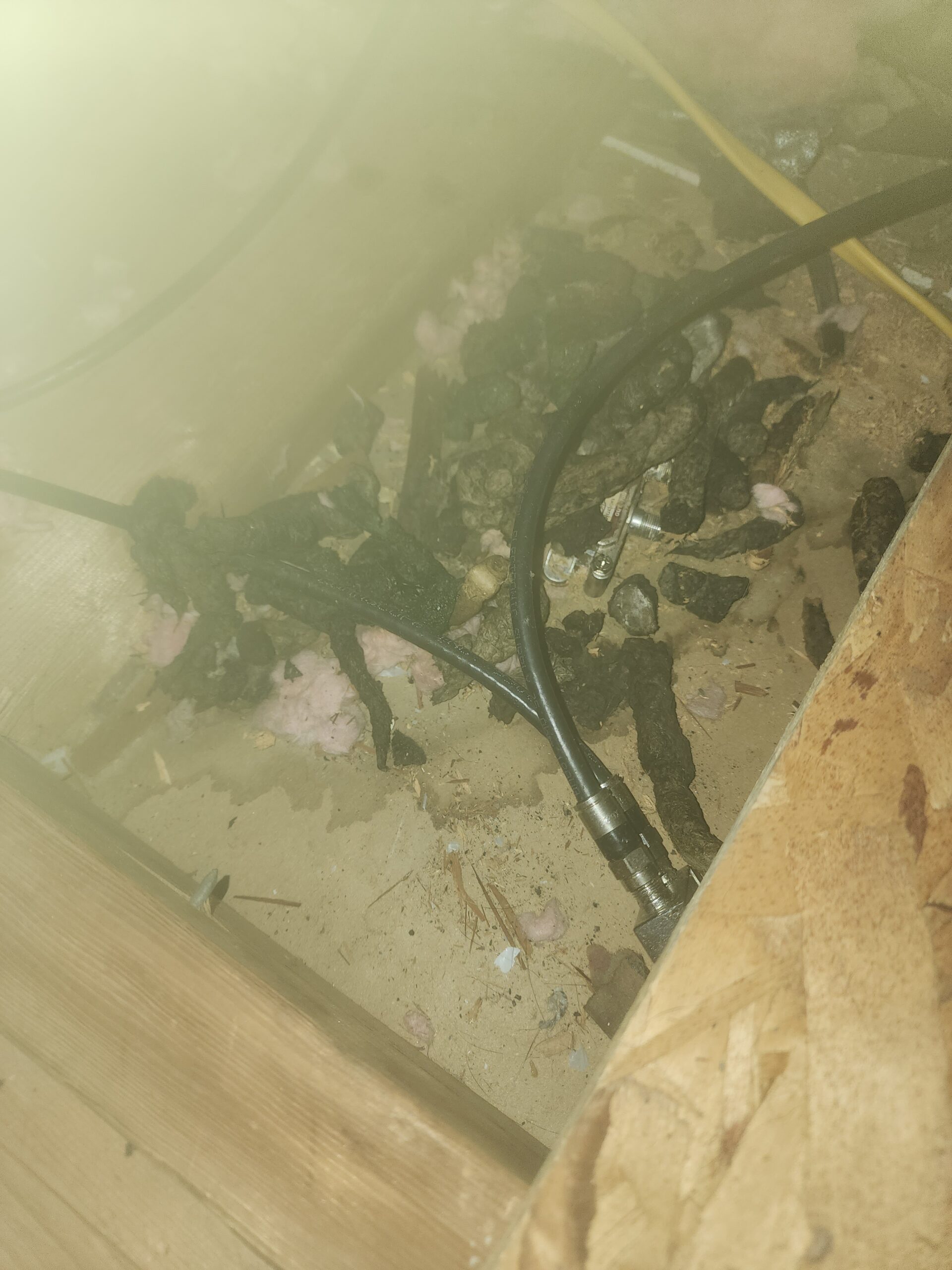 Attic insulation and debris left by wildlife, before cleanup