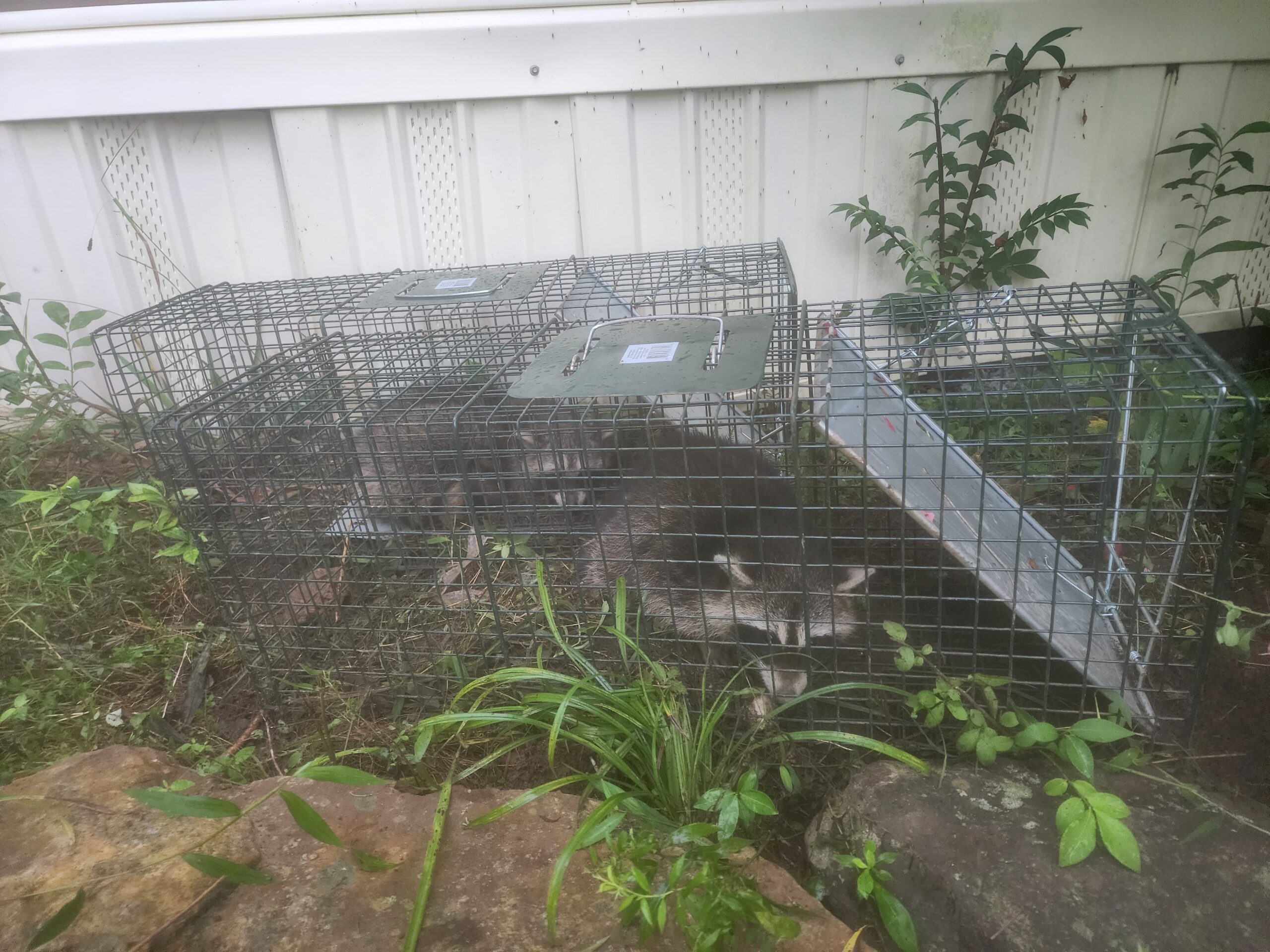 Critter Outlaws technician performing a professional wildlife inspection on a residential property