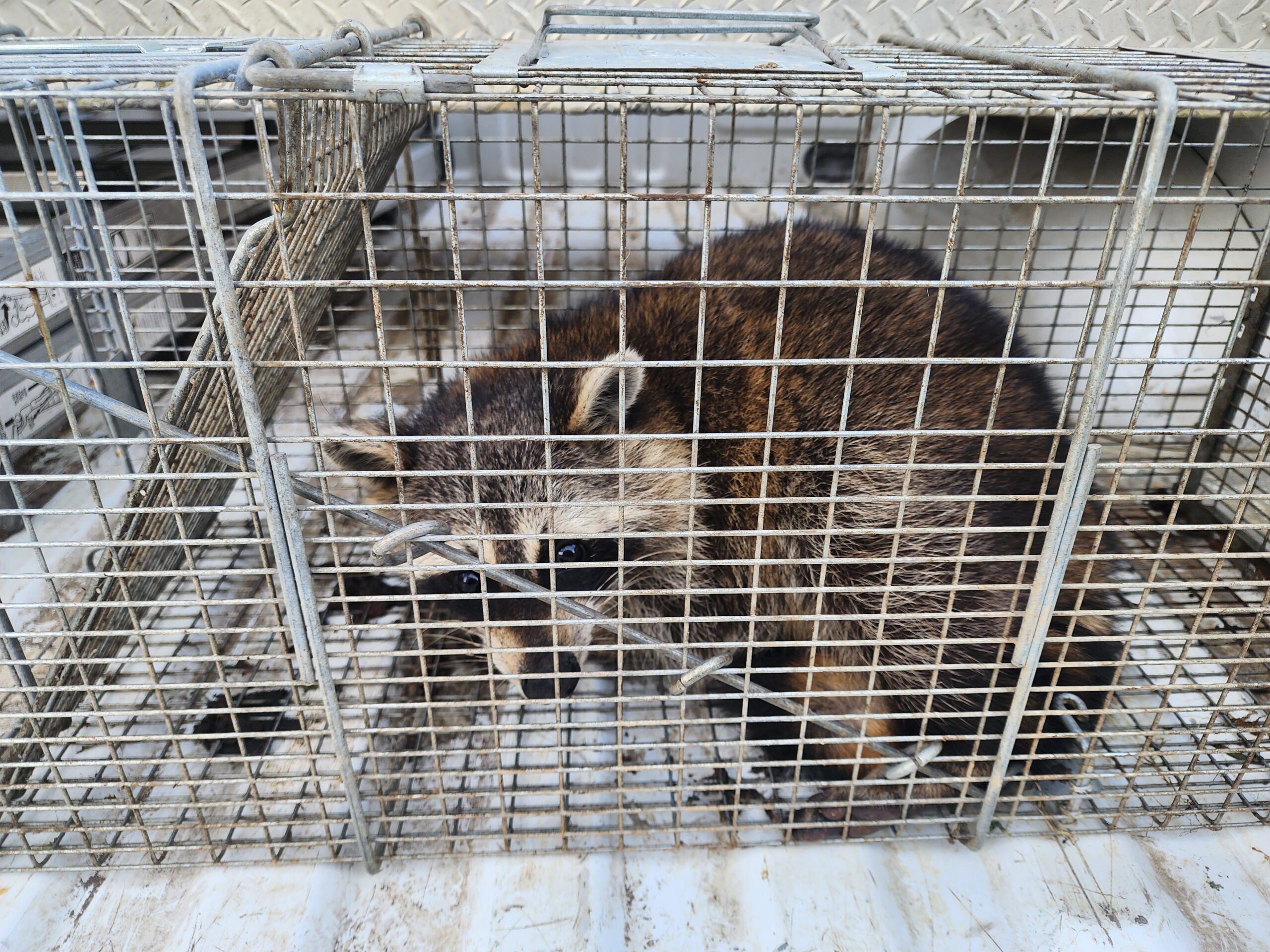 Two raccoons caught in a live cage trap