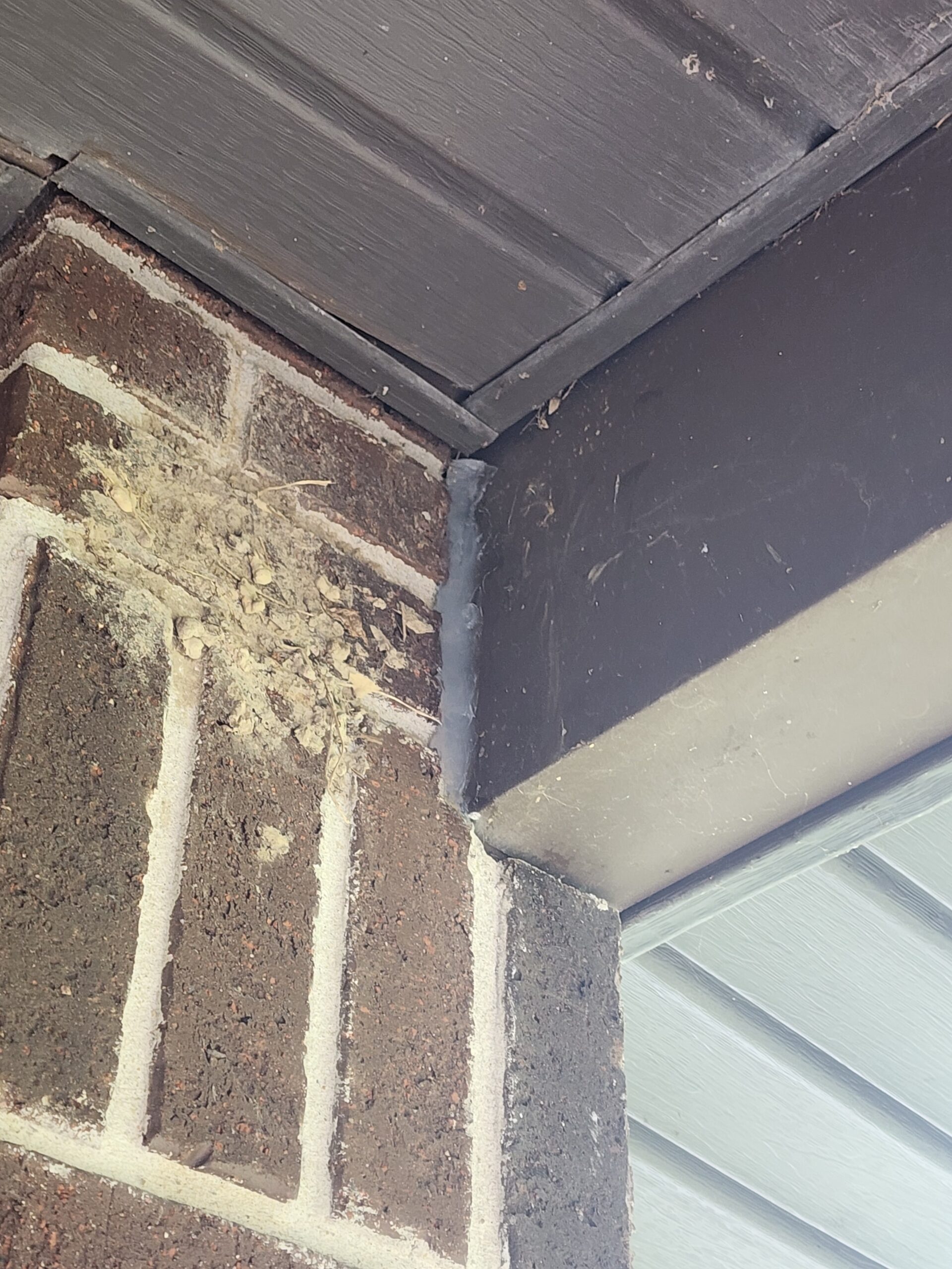 Gap where a brick wall meets the soffit, a common wildlife entry point