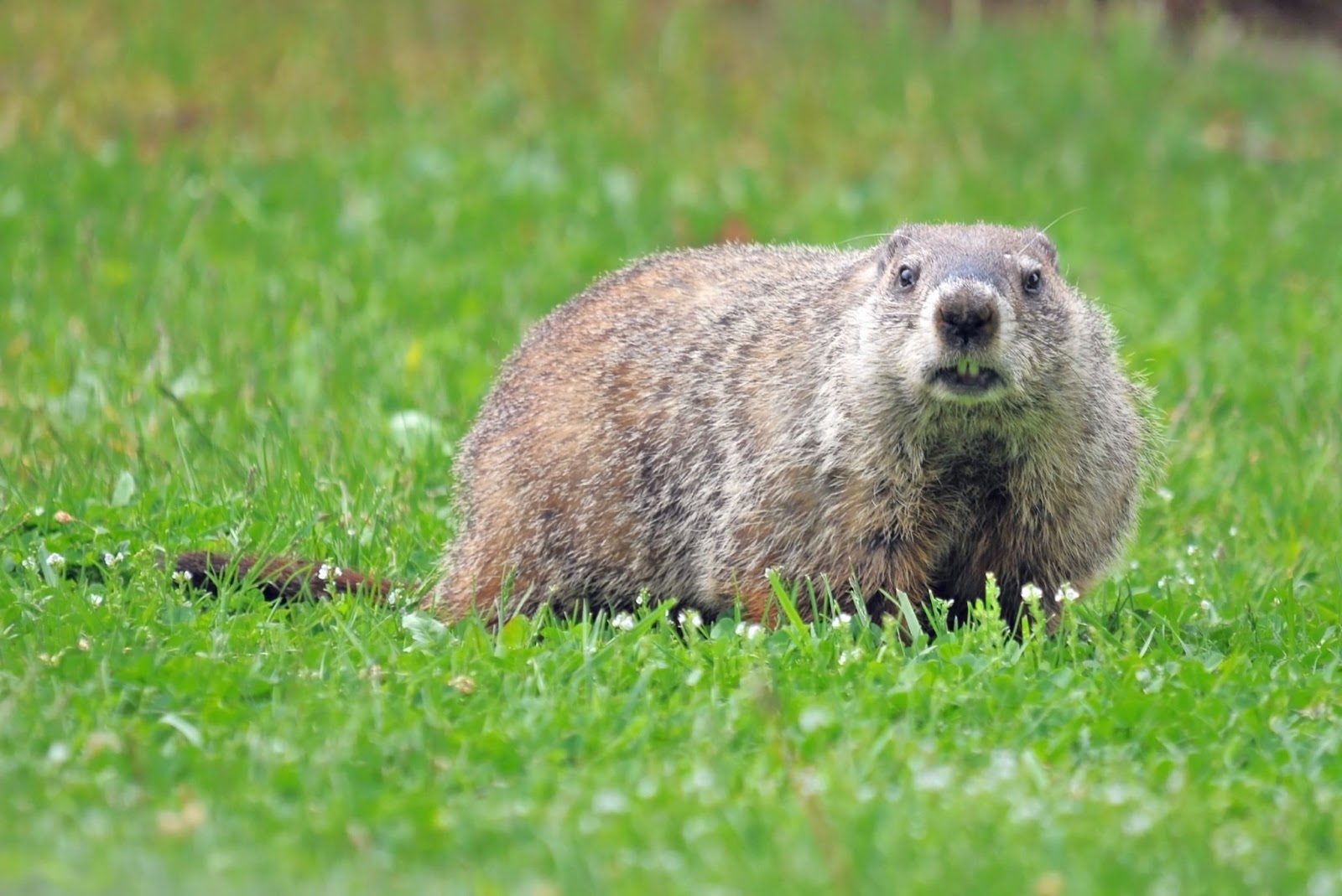 Groundhog wildlife removal service in south-central Indiana