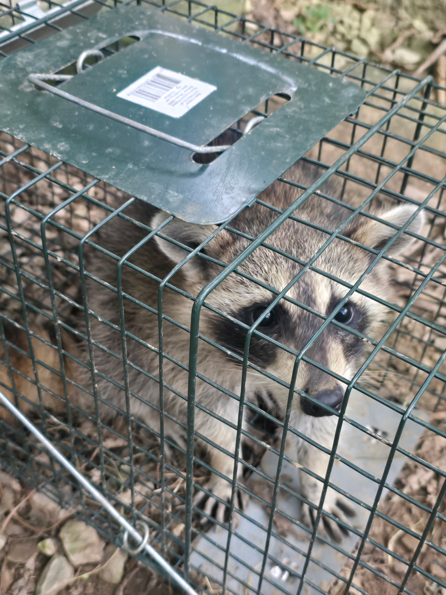 Raccoon caught in a live cage trap