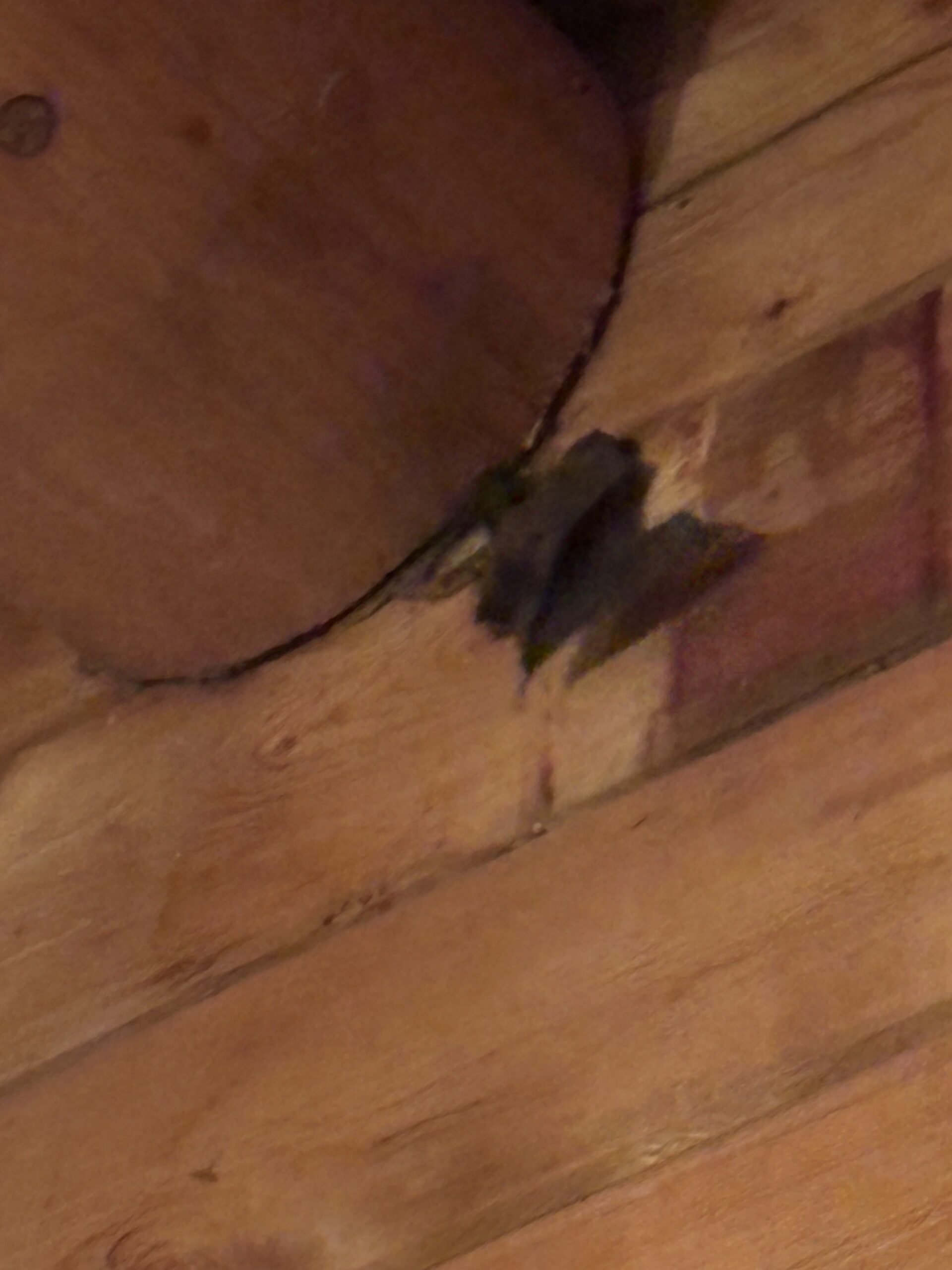 Bat roosting on a wooden beam