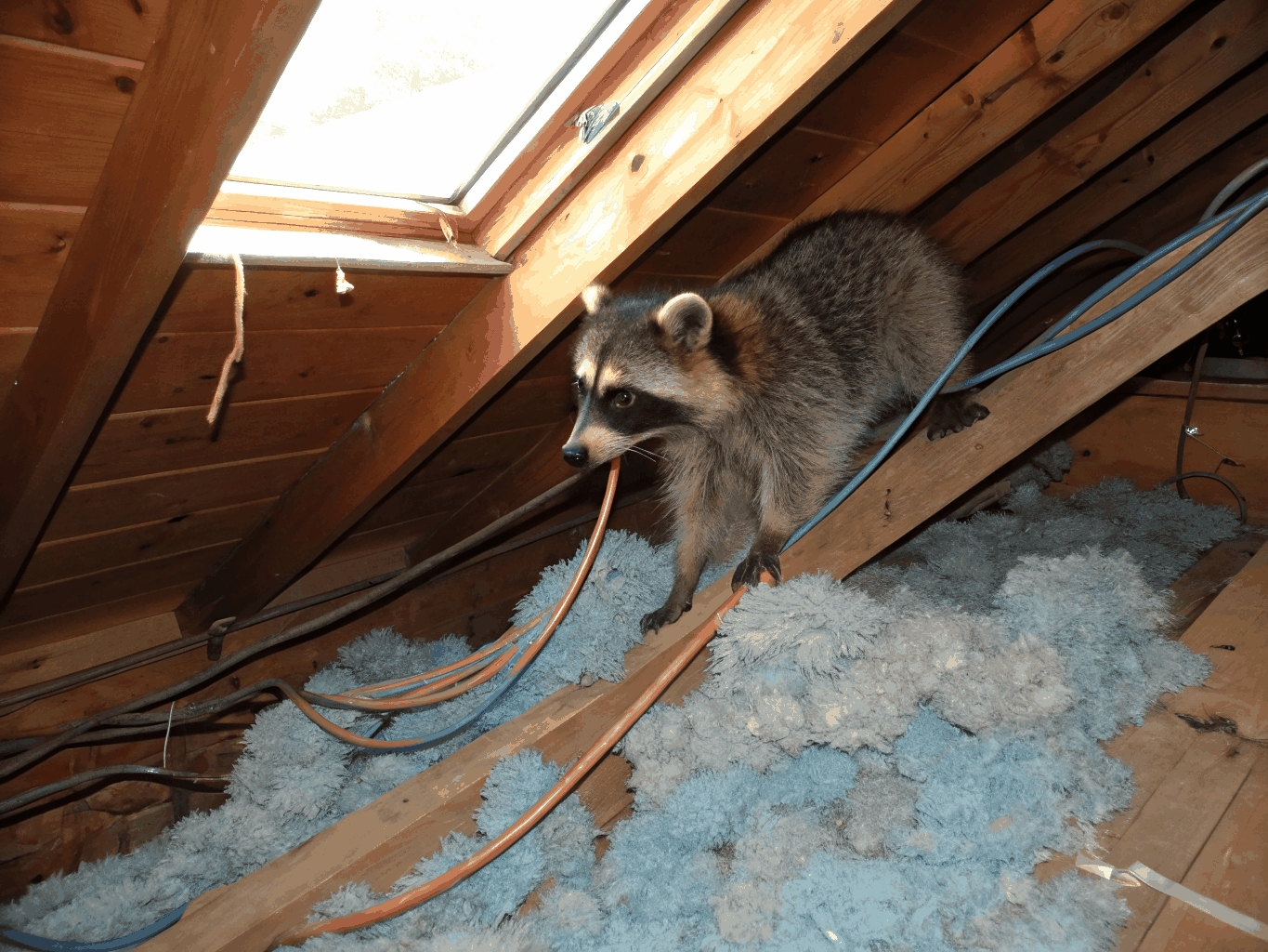 Damaged roof vent showing signs of animal entry