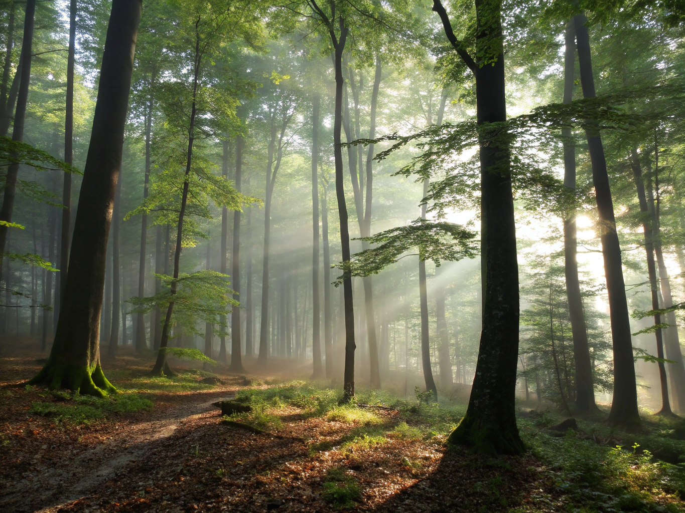 Natural woodland landscape in Bloomington Indiana