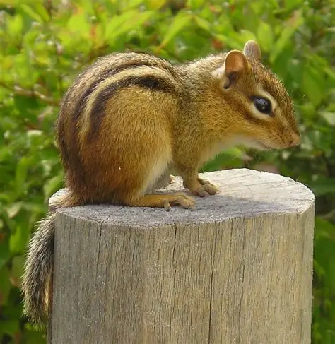 Professional wildlife removal expert inspecting a home for chipmunk entry points