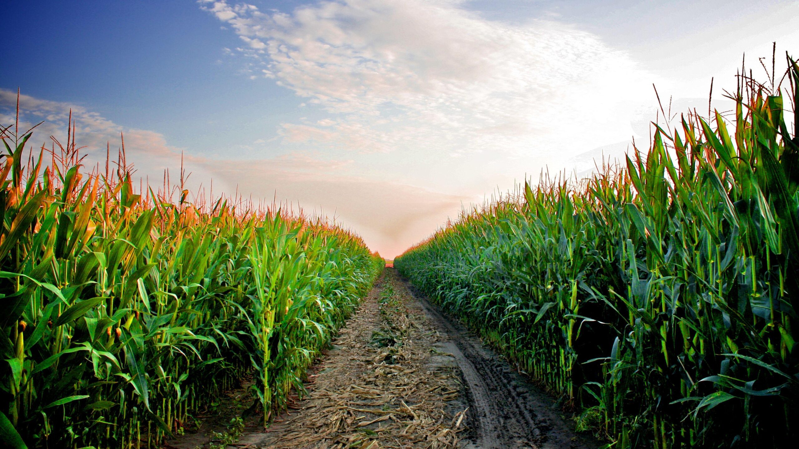Wildlife management solutions for agricultural farm property