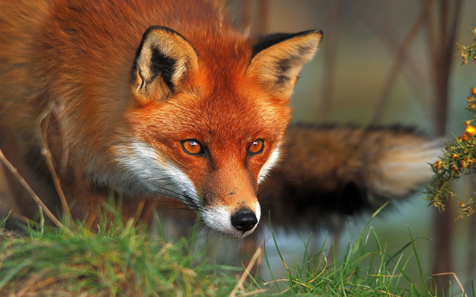 Professional wildlife technician inspecting a fox den near a residential property