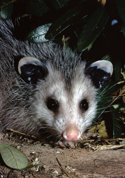 Opossum removal service and wildlife trapping in south-central IN
