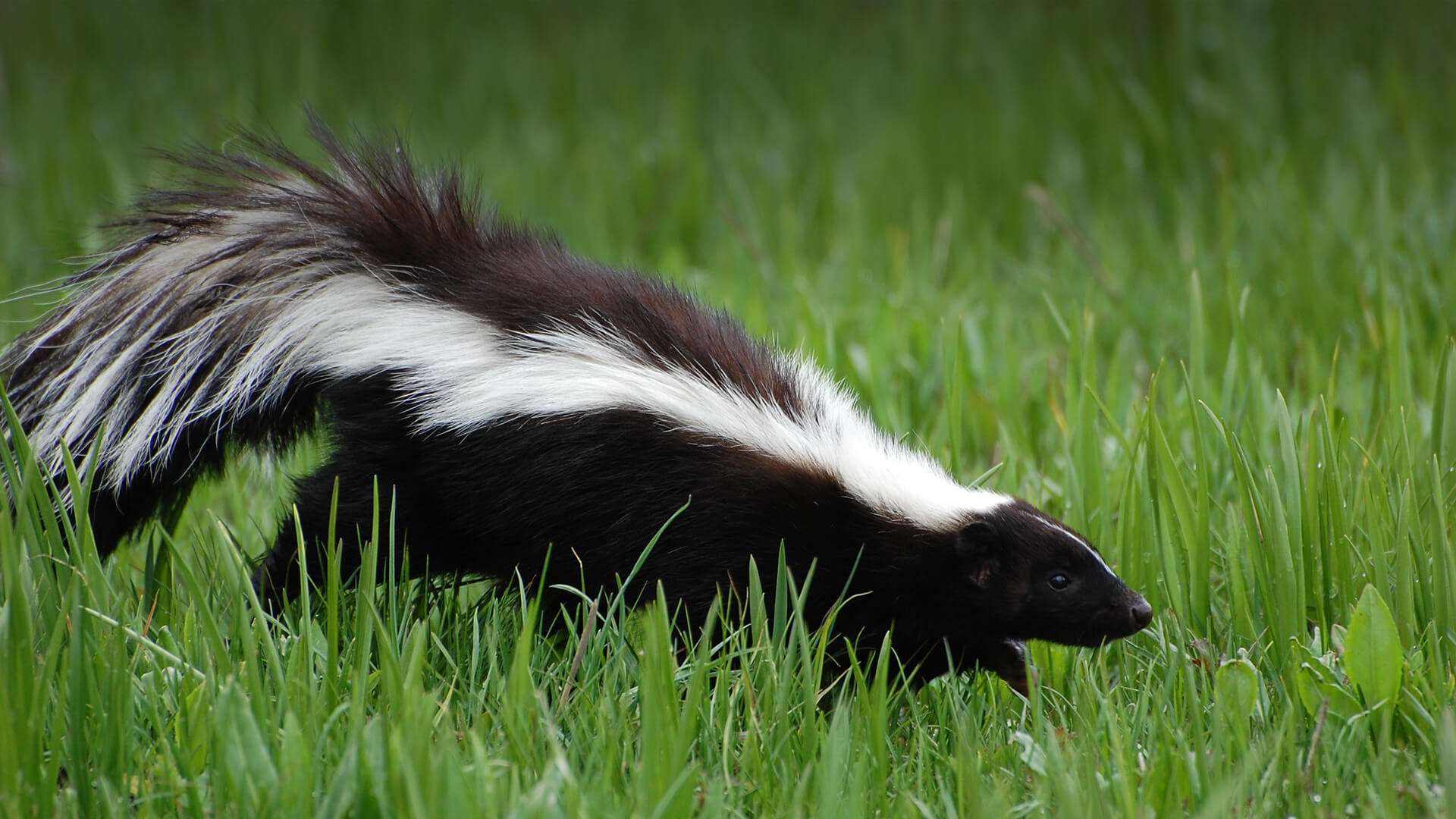Skunk removal service near Bloomington, IN