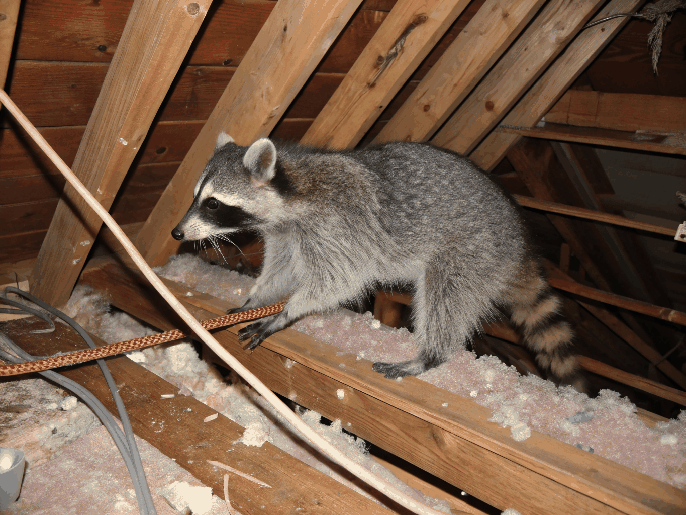 Wildlife nesting materials made of shredded insulation